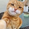 Profile picture of koona
